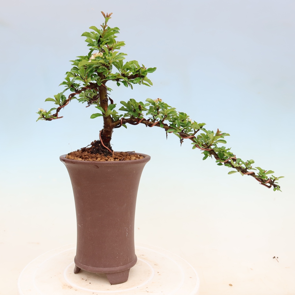 Buitenbonsai - Pyracantha teton - Vuurdoorn
