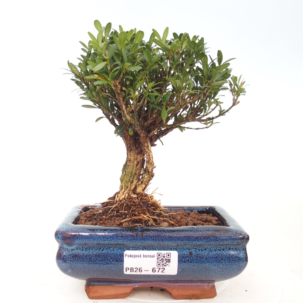 Kamerbonsai - Buxus harlandii - kurk buxus
