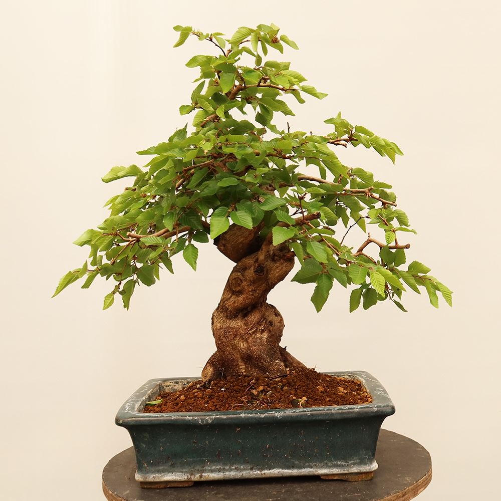 Bonsai voor buiten -Carpinus Coreana - Koreaanse haagbeuk