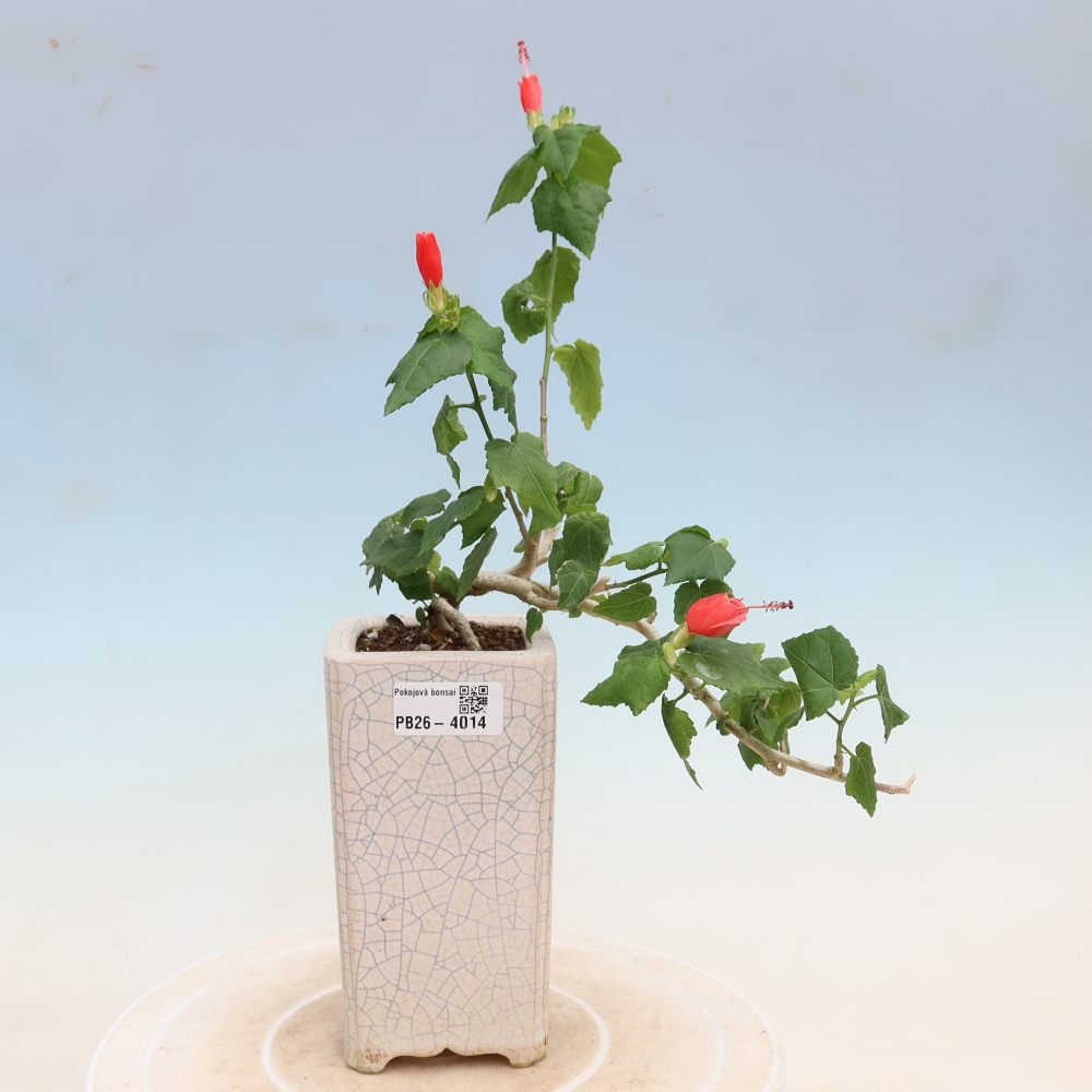 Bonsai voor binnen - Malvaviscus arboreus