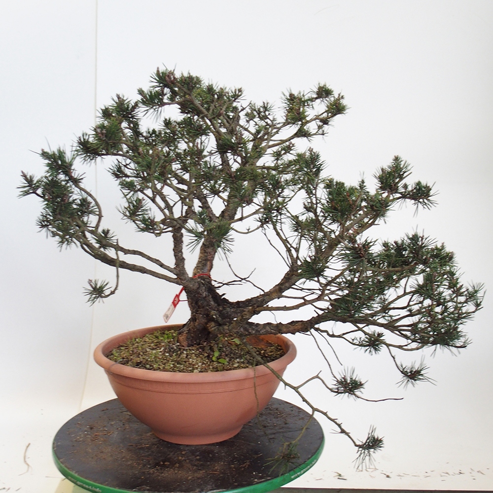Yamadori - Pinus sylvestris Spanje