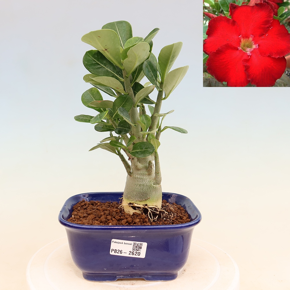 Kamerbonsai - Adenium obesum Red Star - Woestijnroos