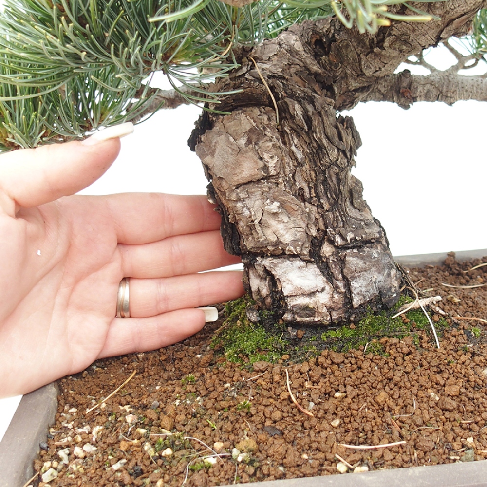 Bonsai voor buiten - Pinus parviflora - Pinus parviflora