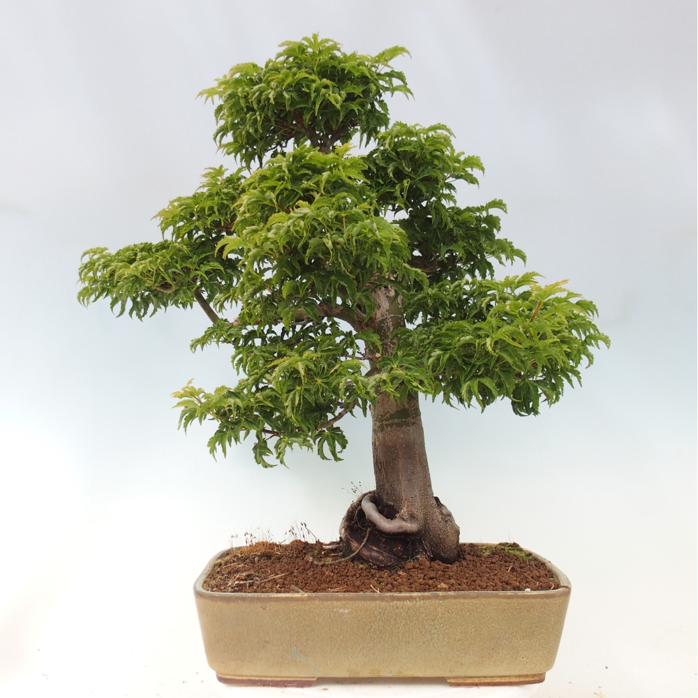 Bonsai voor buiten -Javor palm Acer palmatum Shishigashira