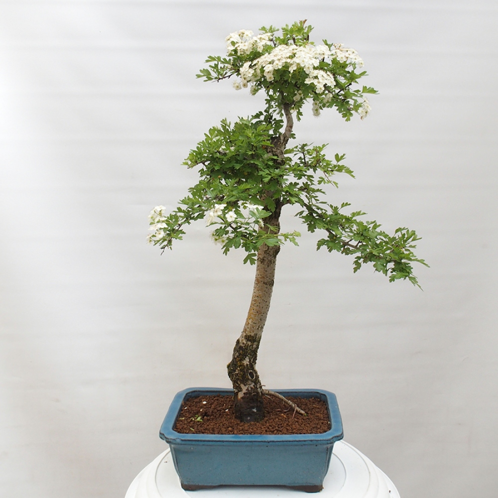 Bonsai voor buiten - Meidoorn - Crataegus monogyna
