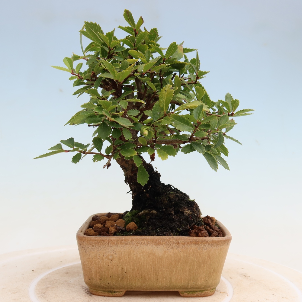 Bonsai voor buiten - Zelkova - Zelkova NIRE