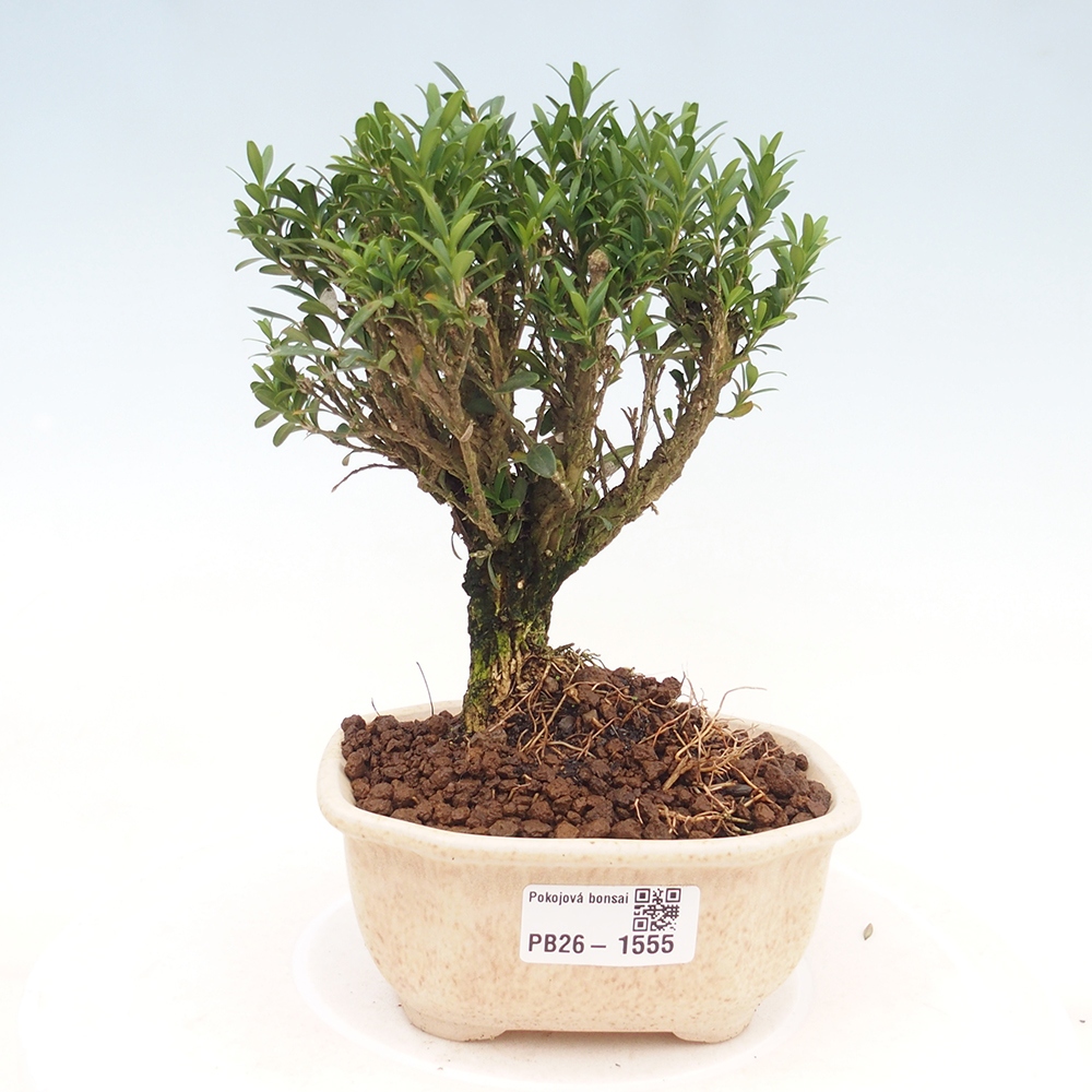 Kamerbonsai - Buxus harlandii - kurk buxus