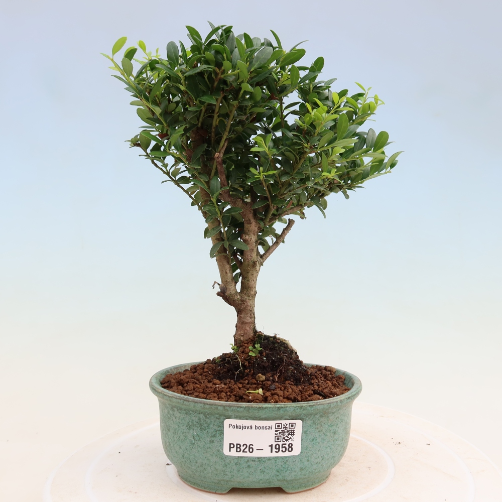 Kamerbonsai - Ilex crenata - Hulst