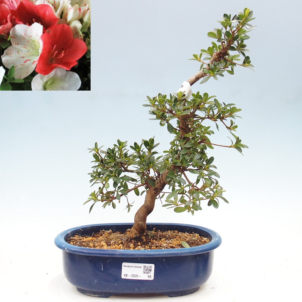 Bonsai voor buiten - Japanse azalea - Azalea Asahi-no-izumi