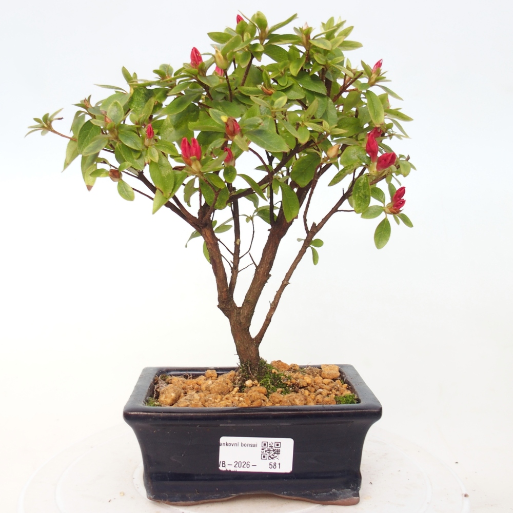 Bonsai voor buiten - Japanse azalea - Azalea sp.
