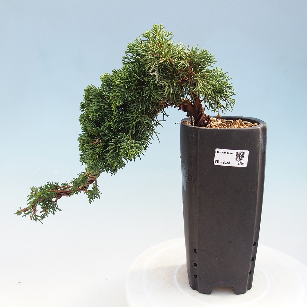 Bonsai voor buiten - Juniperus chinensis Kishu