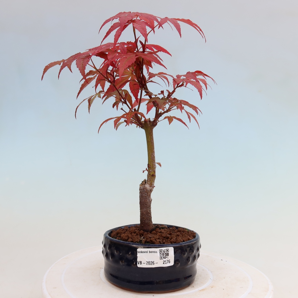 Bonsai voor buiten - Acer palm. Atropurpureum-Javorpalm