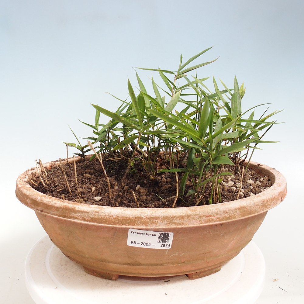 Bonsai voor buiten - Pleioblastus argenteostriatus f.pumilus - Dwergbamboe