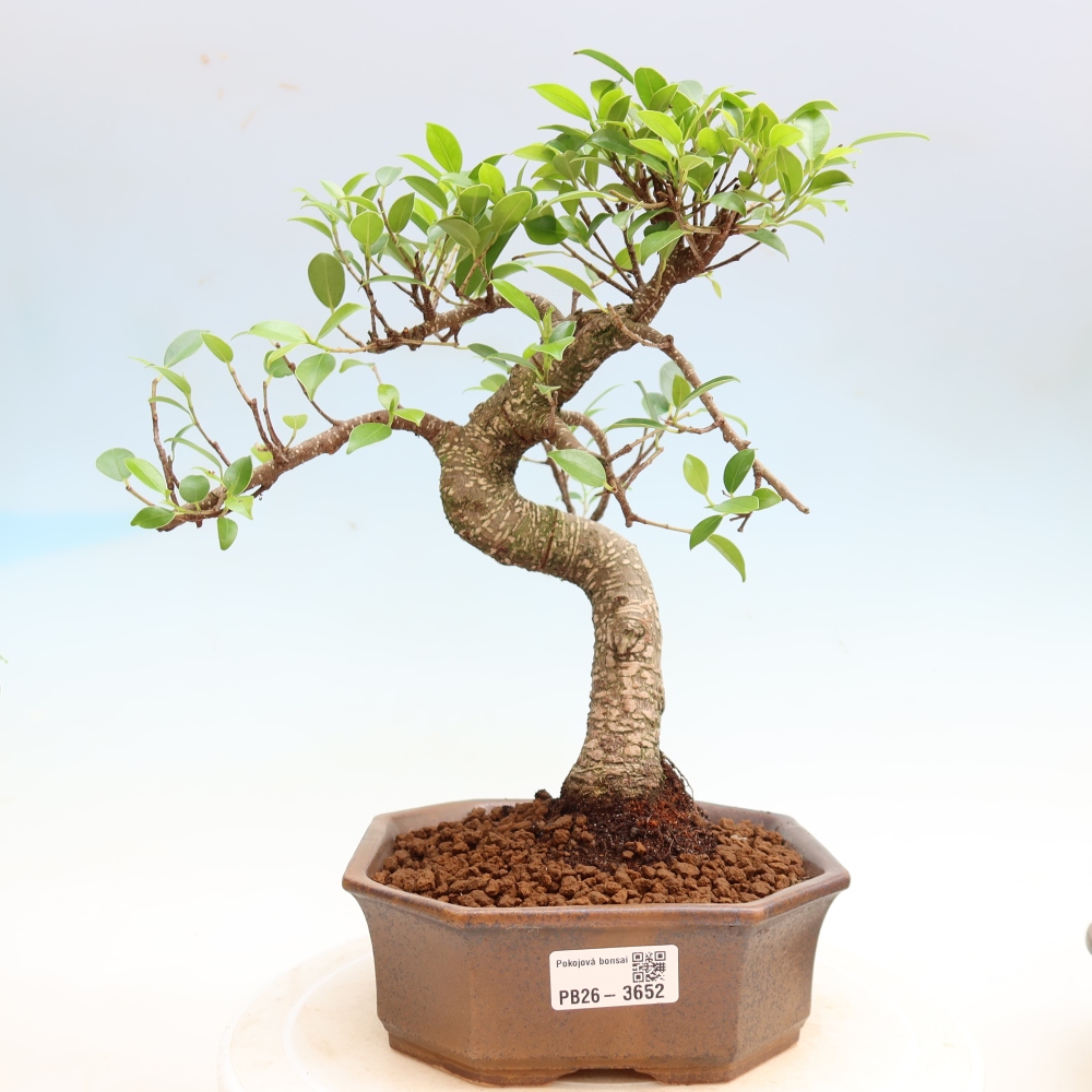 Kamerbonsai - Ficus kimmen - kleinbladige ficus