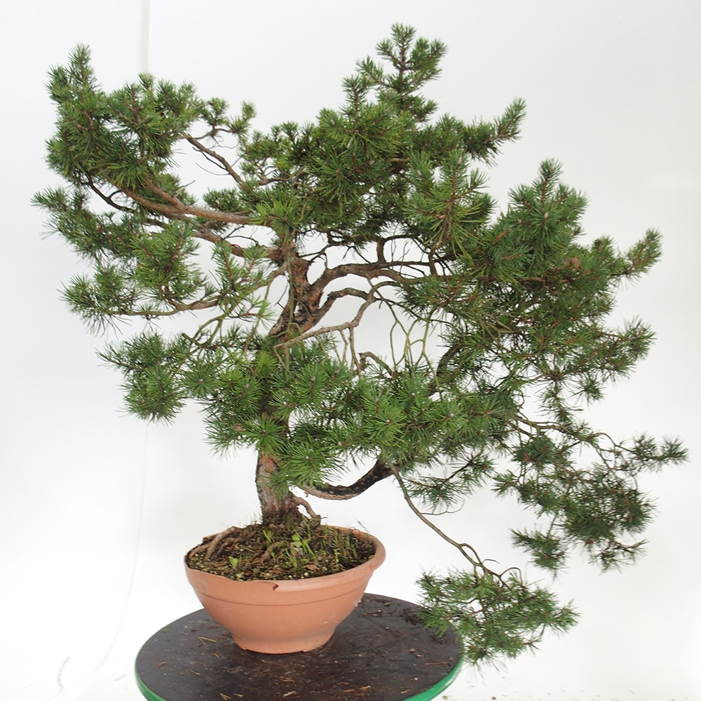 Yamadori - Pinus sylvestris Spanje