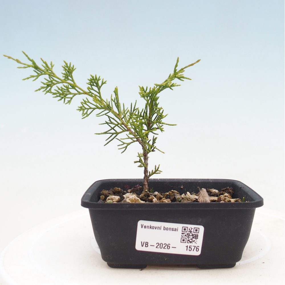 Bonsai voor buiten - Juniperus chinensis Itoigawa