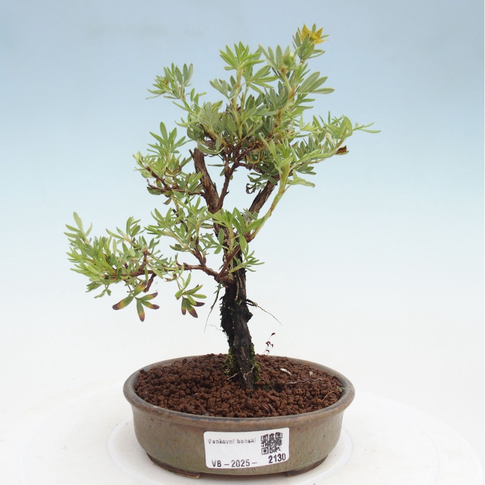 Bonsai voor buiten - Potentila fruticosa gele vogel
