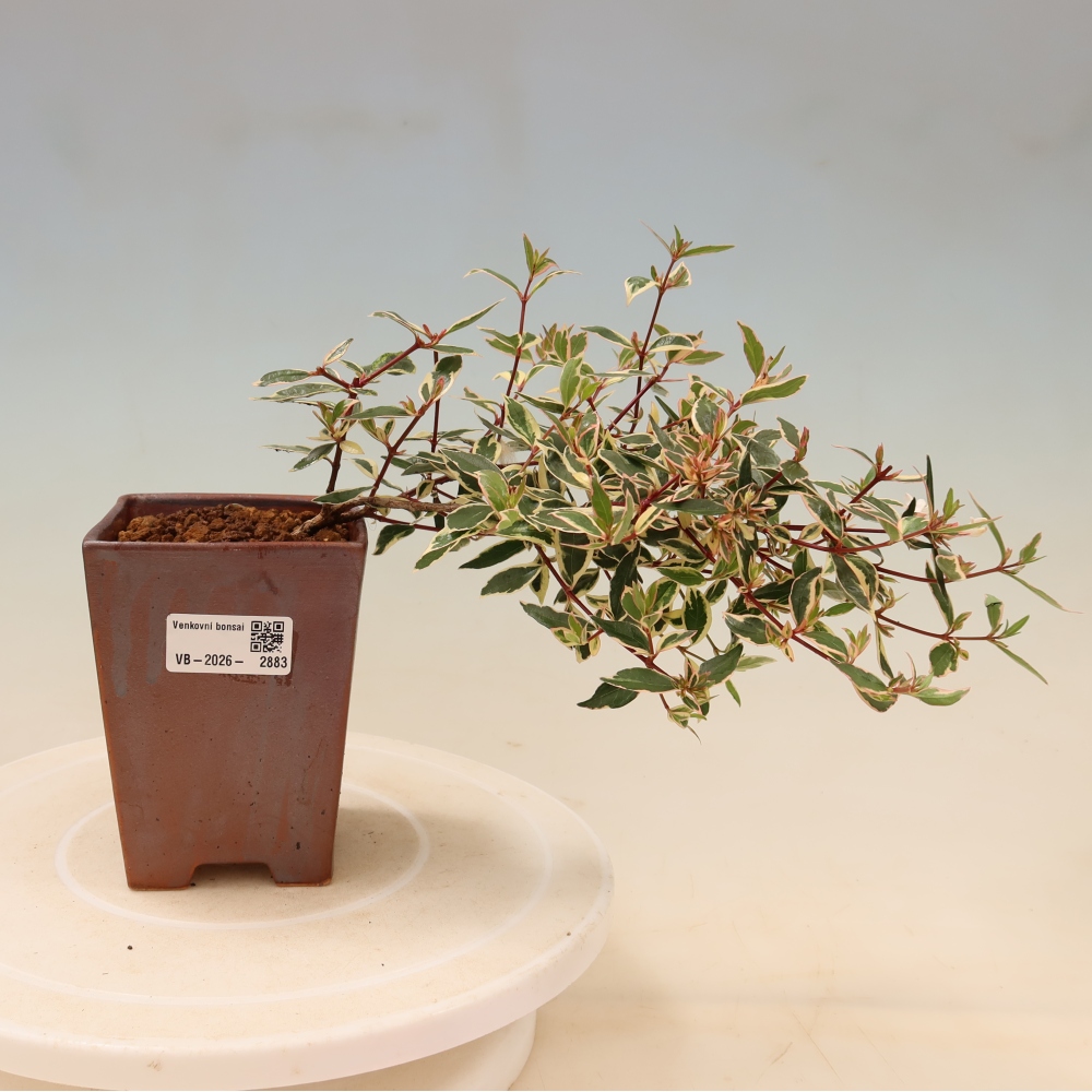 Buitenbonsai - Abelia gr. Confetti - Grootbloemige abelia