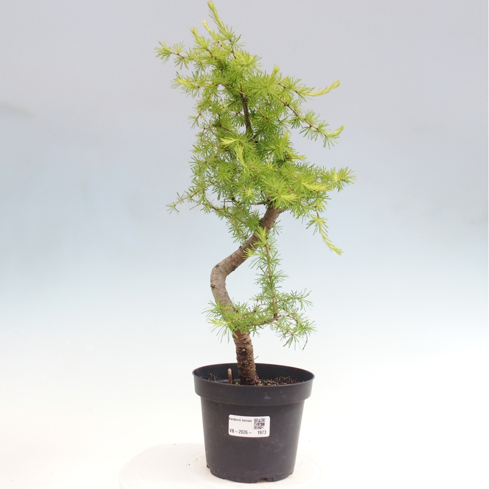Bonsai voor buiten -Larix decidua - Lariks