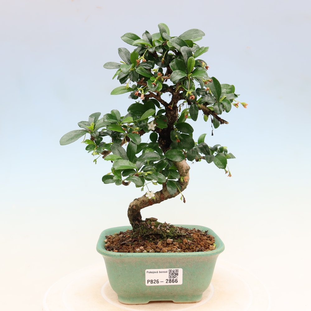 Kamerbonsai - Carmona macrophylla - Thee fuki