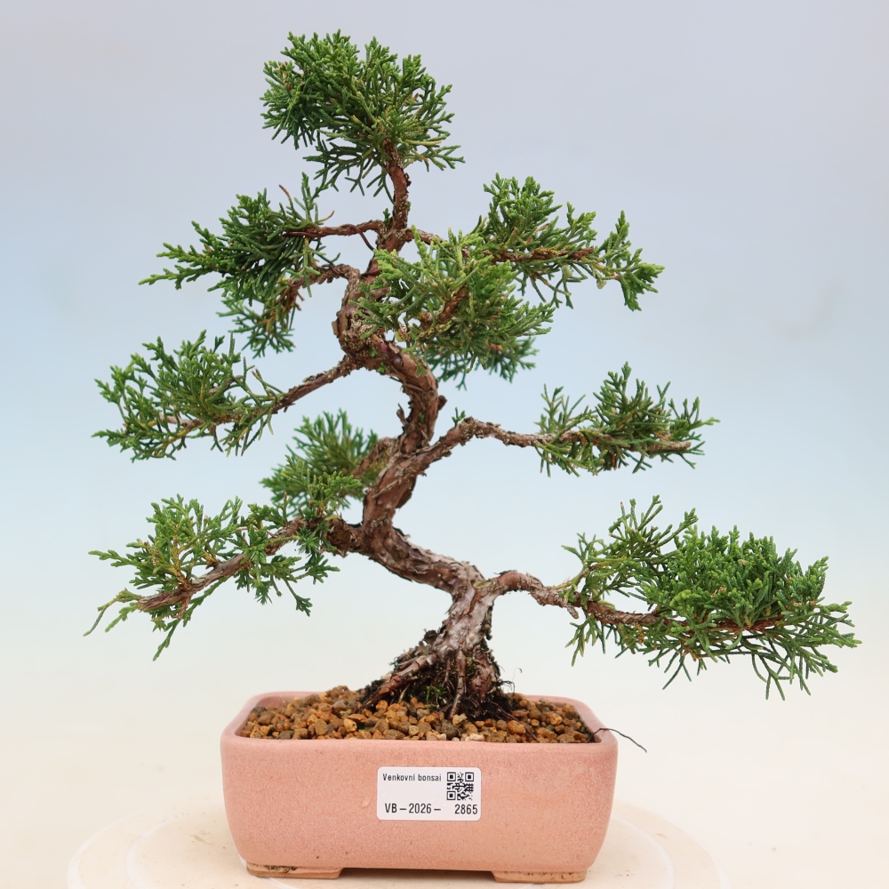 Bonsai voor buiten - Juniperus chinensis Kishu