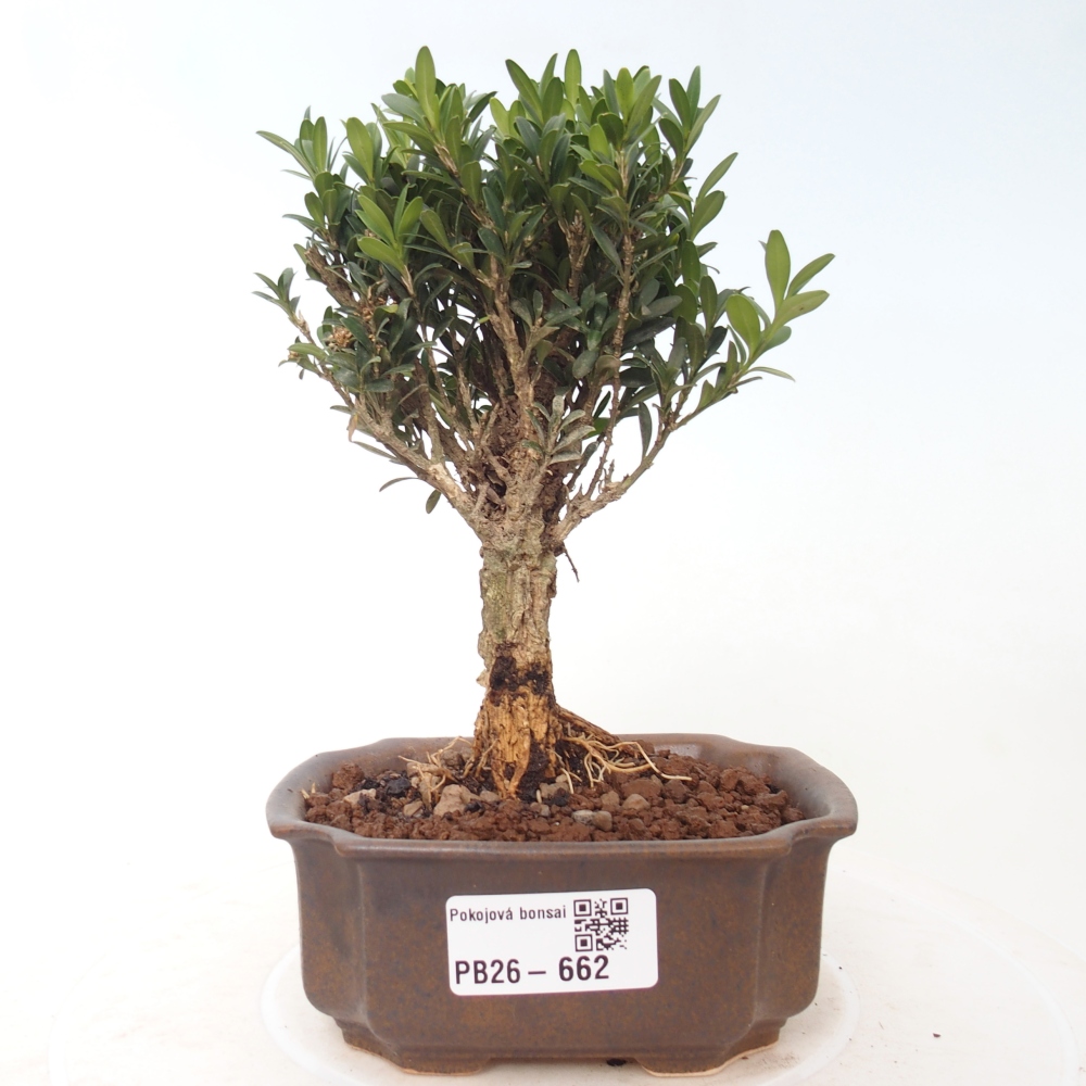 Kamerbonsai - Buxus harlandii - kurk buxus