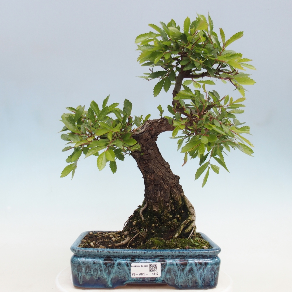Bonsai voor buiten - Zelkova - Zelkova NIRE