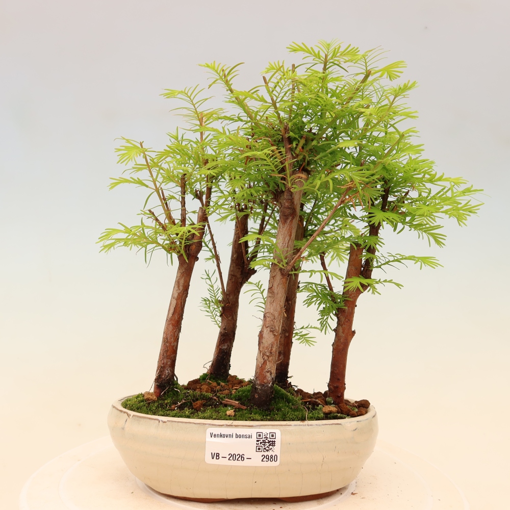 Buitenbonsai - Metasequoia glyptostroboides - Chinese metasequoia - bosje