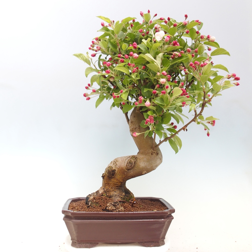 Bonsai voor buiten -Malus halliana - Appelboom met kleine vruchten