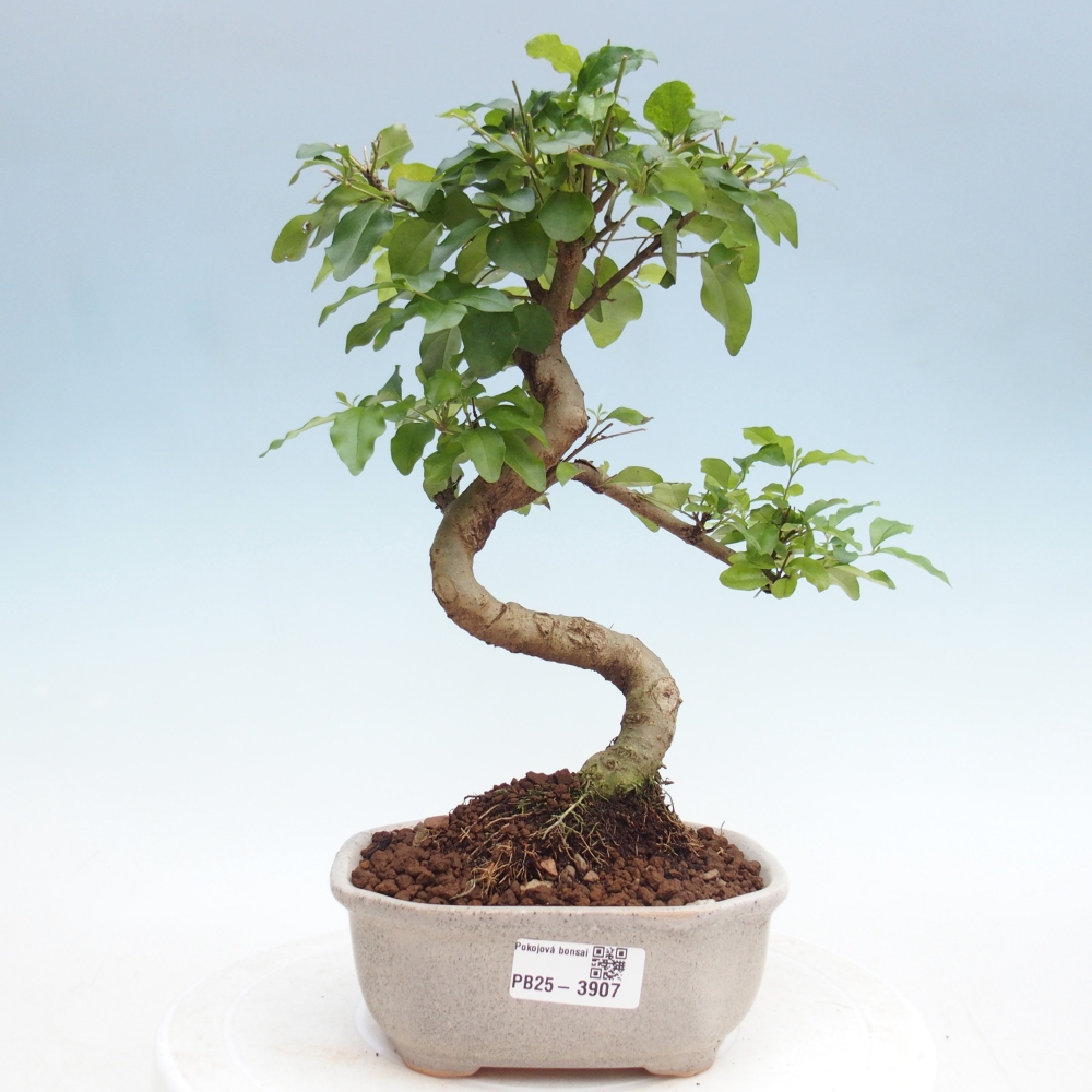 Kamerbonsai -Ligustrum chinensis - Vogelsnavel