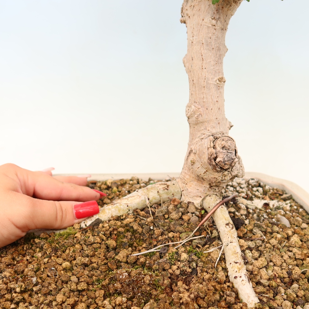 Bonsai voor binnen - Hibiscus tiliaceus - Zee Hibiscus