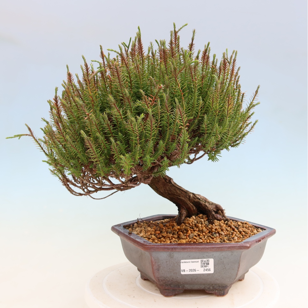 Buitenbonsai - Cryptomeria - Kryptomeria