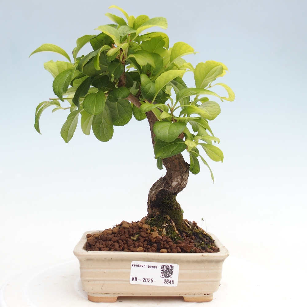 Bonsai voor buiten - Celastrus orbiculatus