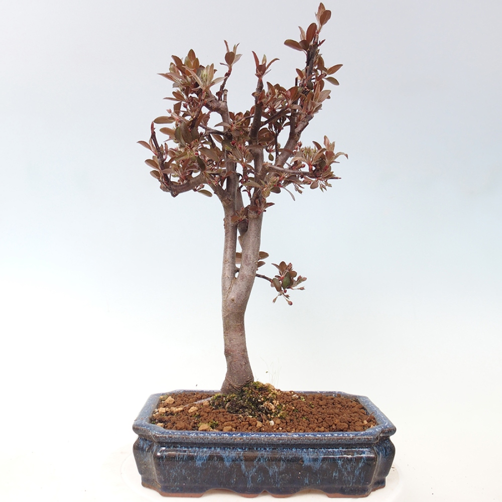 Bonsai voor buiten -Malus domestica - Roodbladige appelboom met kleine vruchten