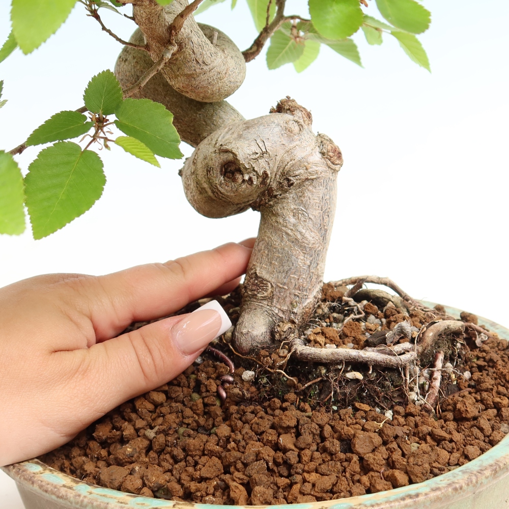 Bonsai voor buiten -Carpinus Coreana - Koreaanse haagbeuk