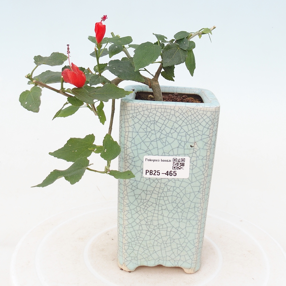 Bonsai voor binnen - Malvaviscus arboreus