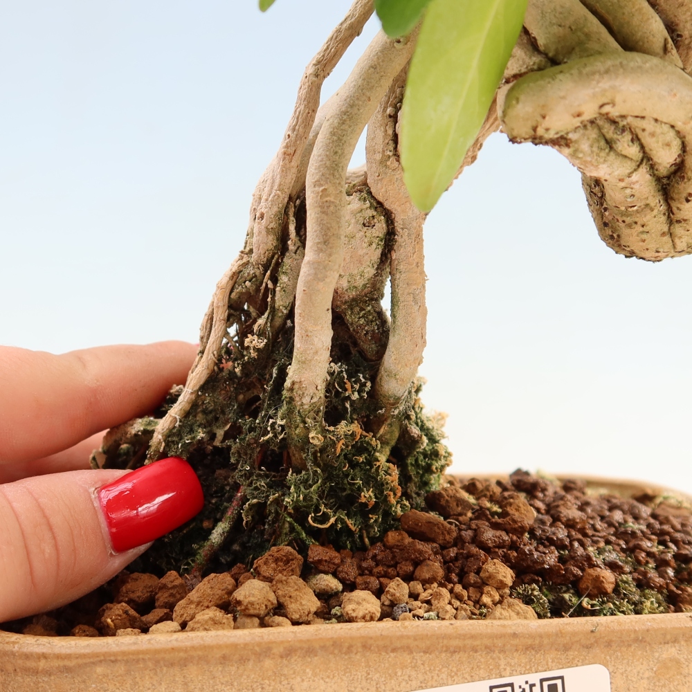 Bonsai voor binnen - Premna serratifolia - Kozlovna malolista