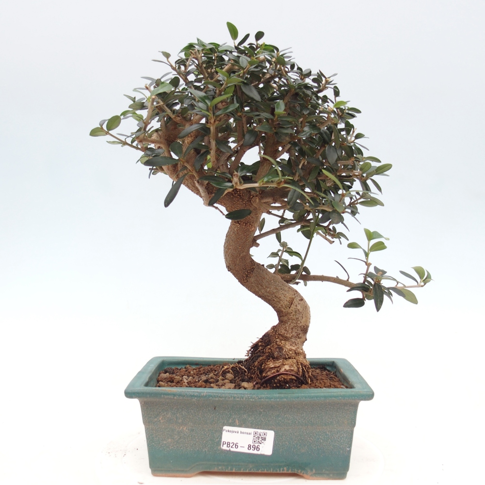 Bonsai voor binnen - Olea europaea sylvestris