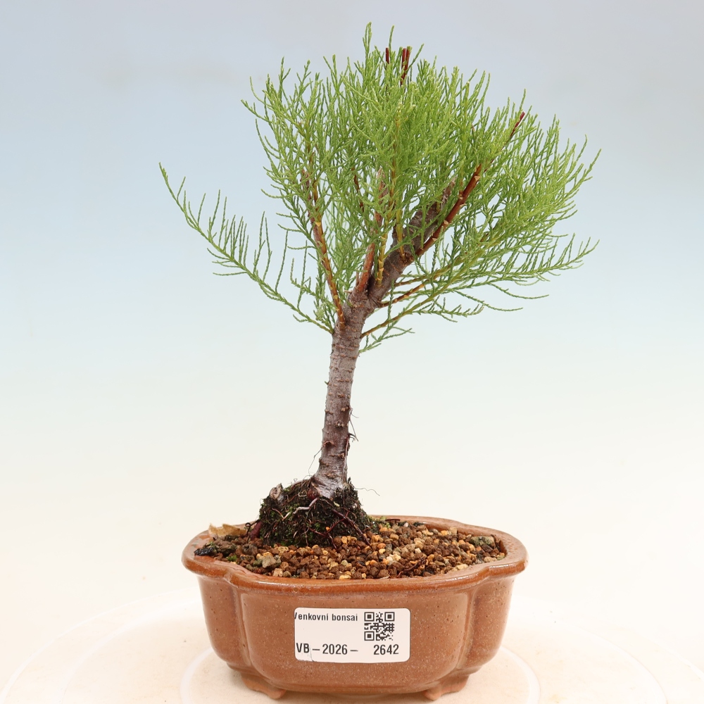Bonsai voor buiten - Tamarisk - Tamarix