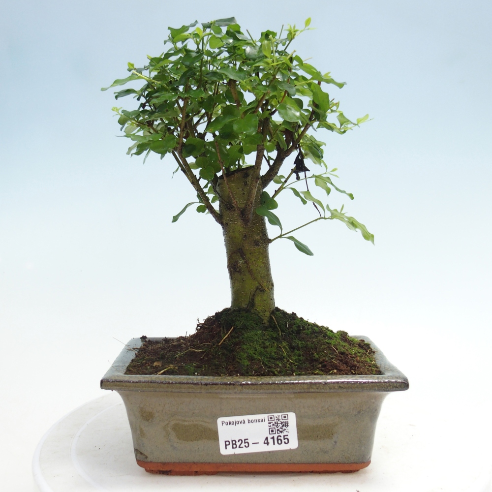 Kamerbonsai -Ligustrum chinensis - Vogelsnavel