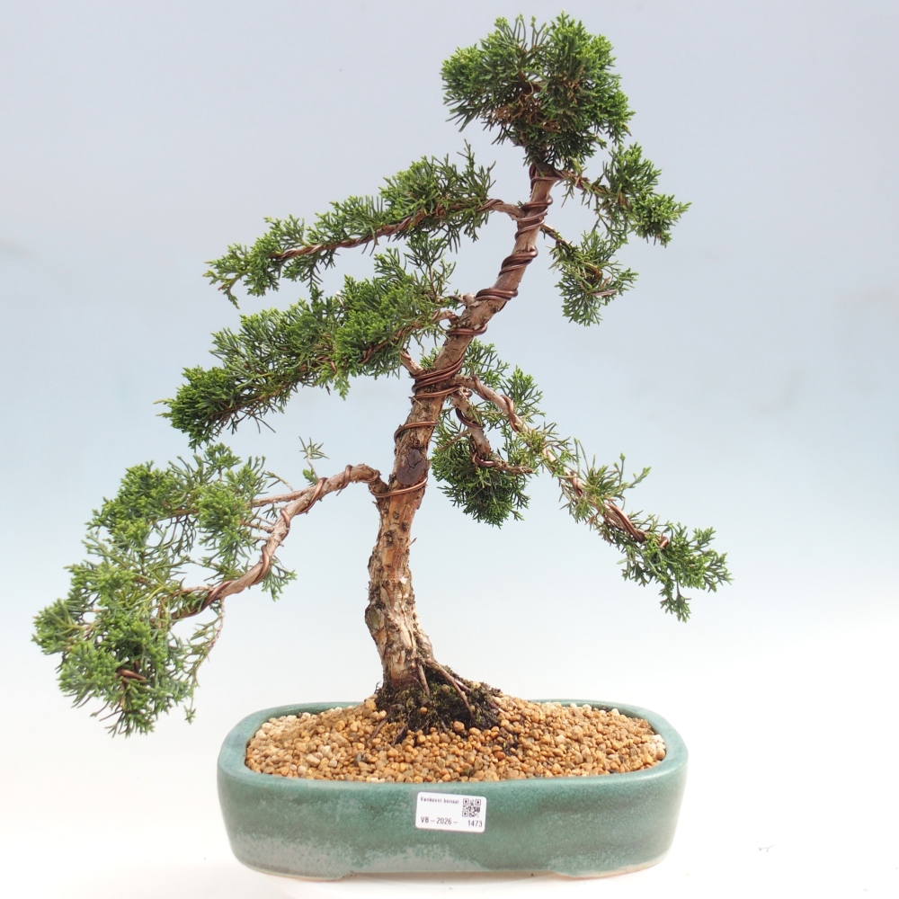 Bonsai voor buiten - Juniperus chinensis Kishu