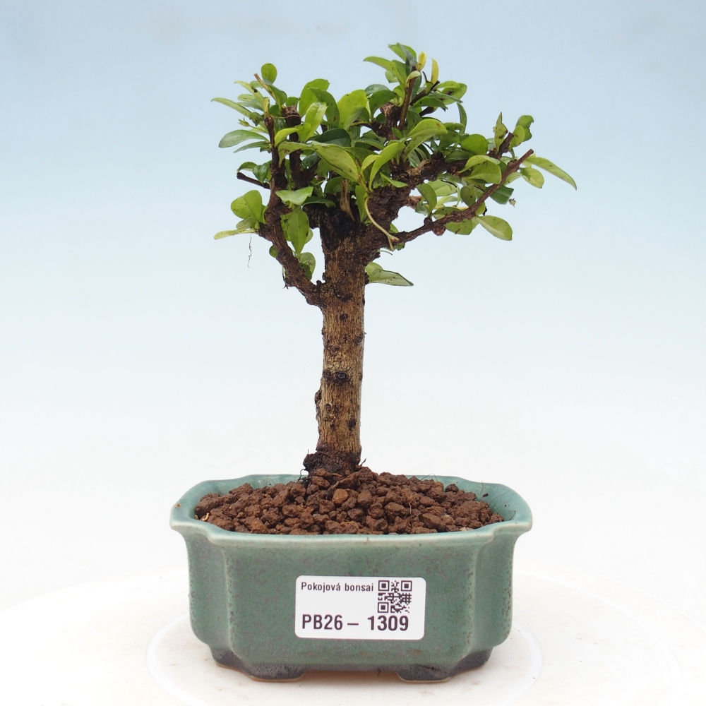 Kamerbonsai - Carmona macrophylla - Thee fuki