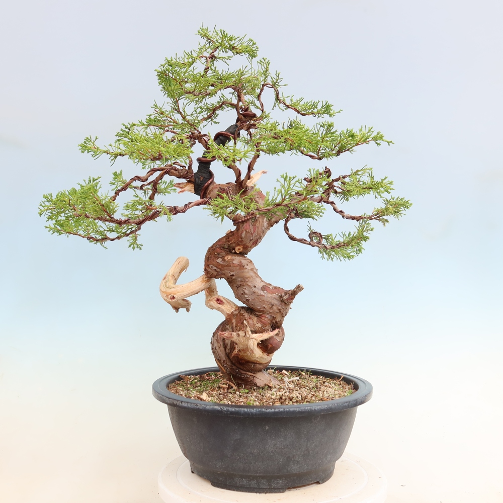 Bonsai voor buiten - Juniperus chinensis Itoigawa-Juniperus chinensis