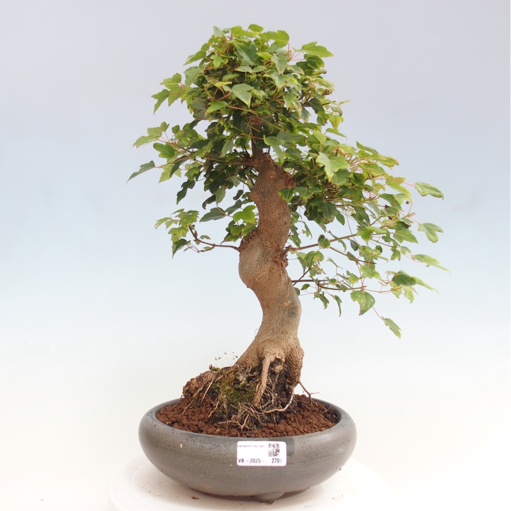 Bonsai voor buiten - Acer Buergerianum - Burgeresdoorn