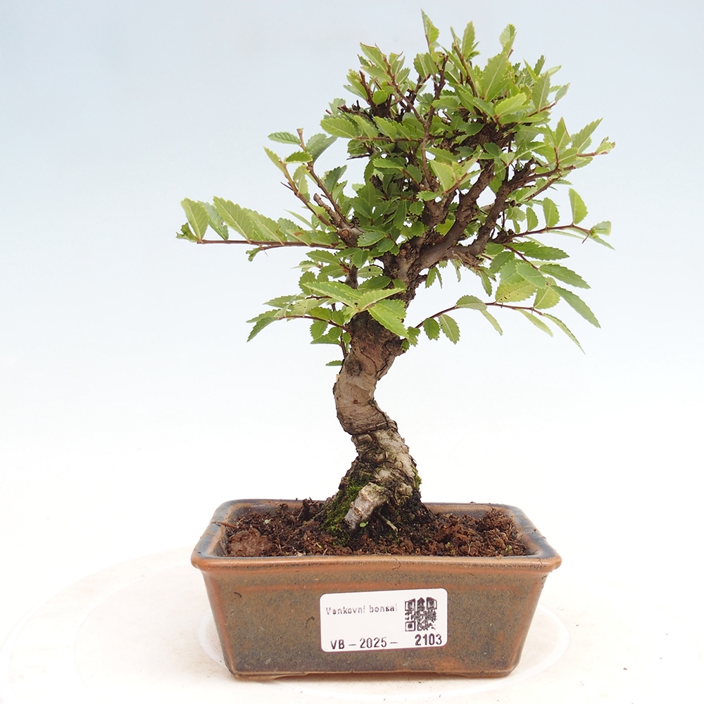 Bonsai voor buiten - Zelkova - Zelkova NIRE