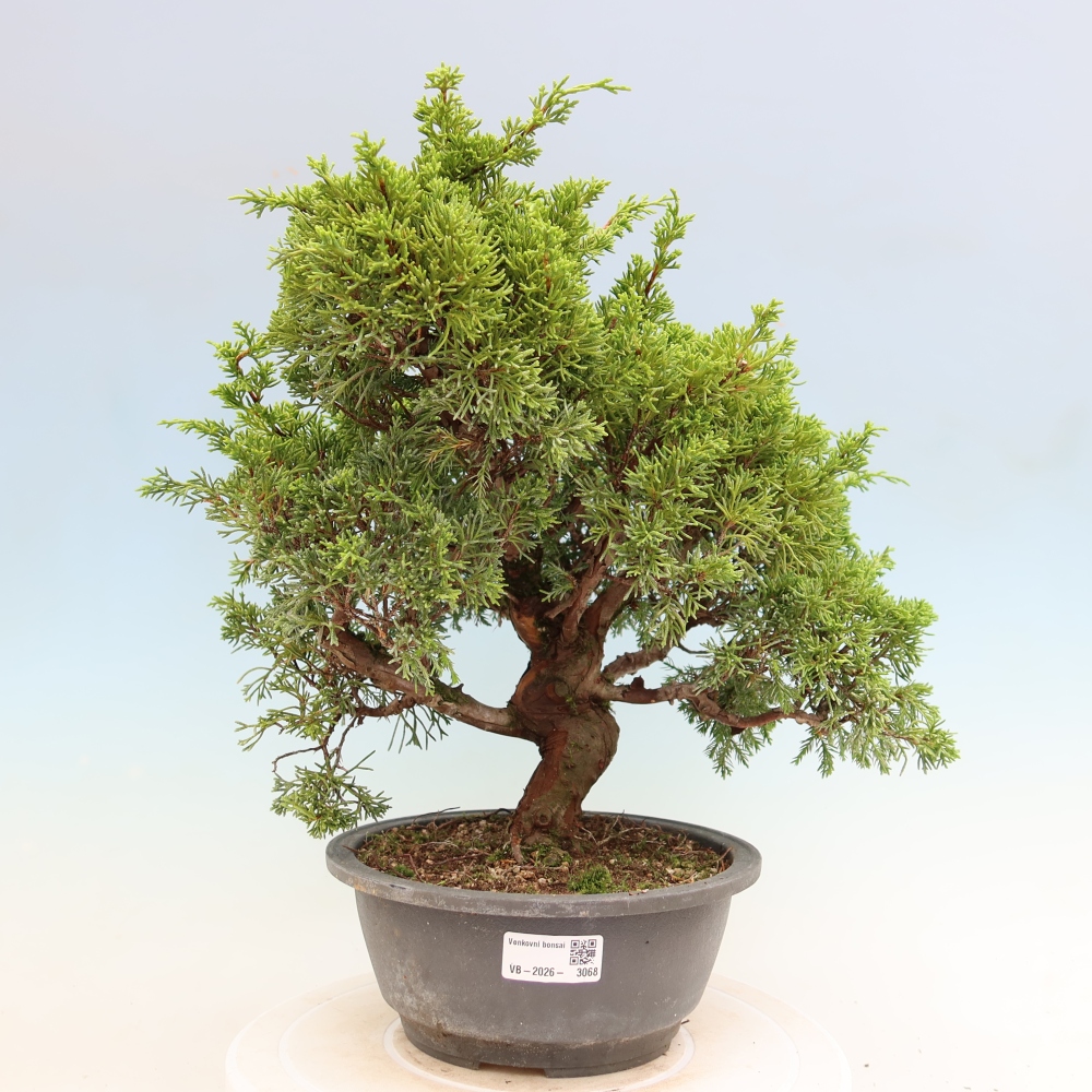 Bonsai voor buiten - Juniperus chinensis Itoigawa-Juniperus chinensis