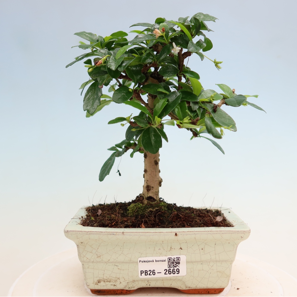 Kamerbonsai - Carmona macrophylla - Thee fuki