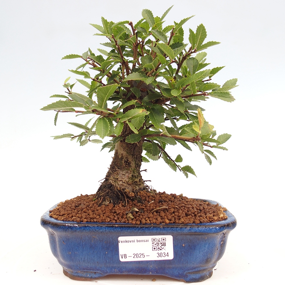 Bonsai voor buiten - Zelkova - Zelkova NIRE