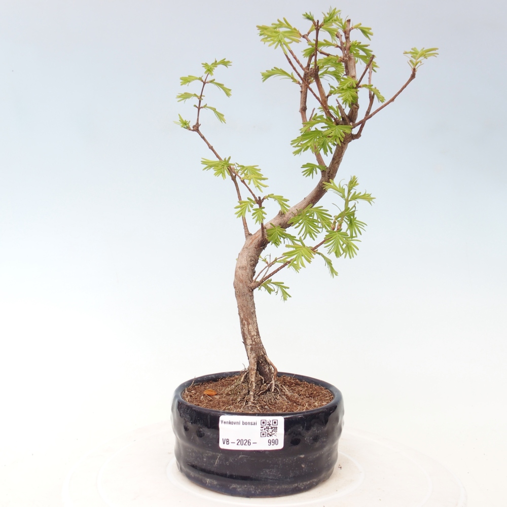 Bonsai voor buiten - Metasequoia glyptostroboides - Chinese Metasequoia