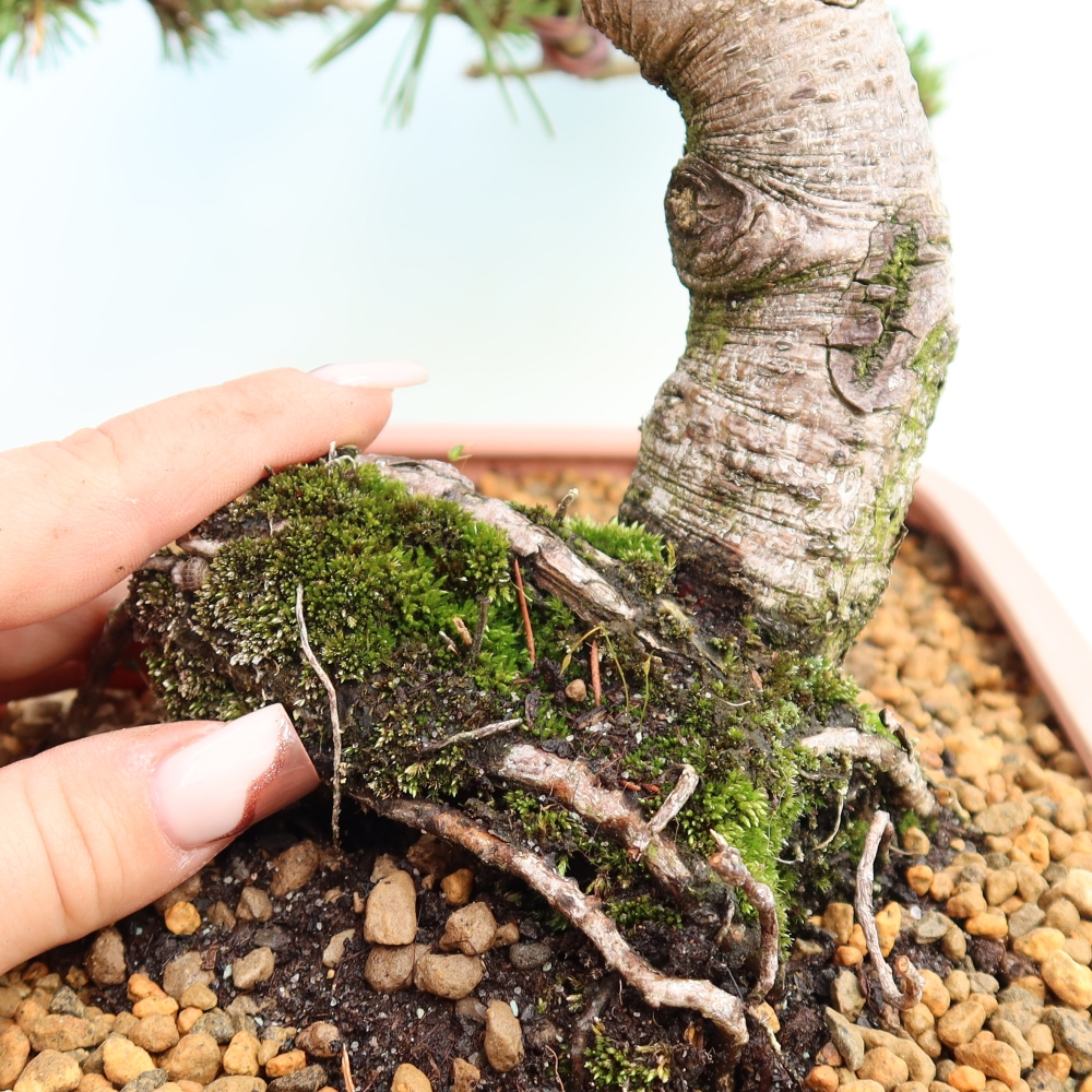 Bonsai voor buiten - Pinus mugo Humpy  - Bergden